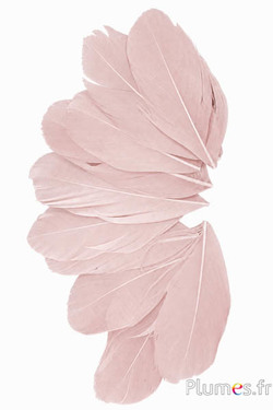 Petali in piume - 6-8 x 3-4 cm - beige rosa